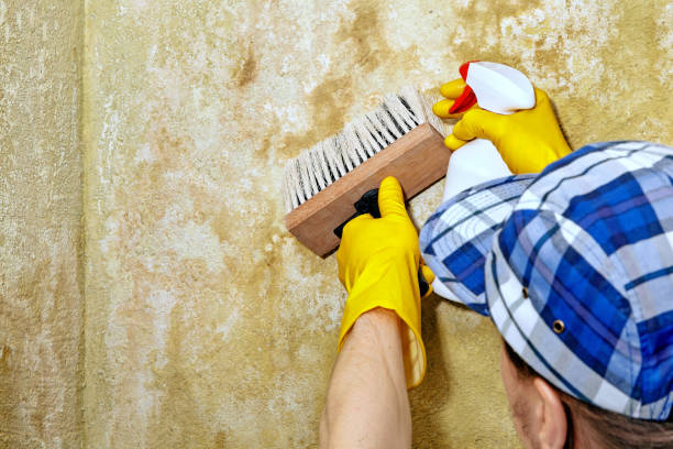Best Mold Damage Restoration  in Avon By The Sea, NJ
